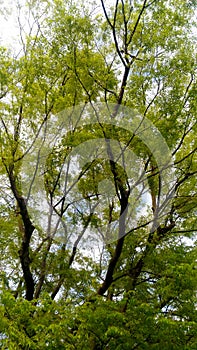 Tree in Nijo Castle, Japan ; äºŒæ¢åŸŽ